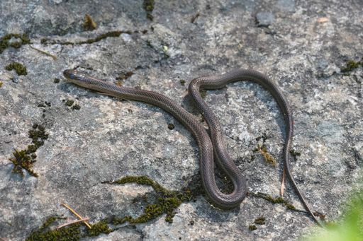 Detailed closeup on a Northwestern Gartersnake, Thamnophis ordinoides, on the bark of a tree