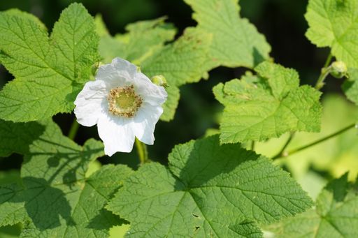 Detailed closeup on the large white flower of the Thimbleberry