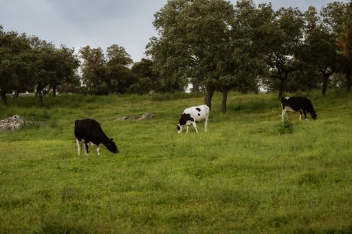 The three cows grazing in a lush green pasture.