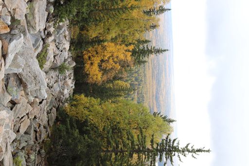 A vertical shot of pine trees