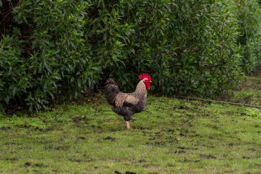 A chicken strolling in grass near bushes and trees in a field