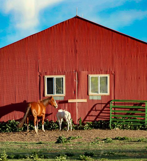 Young foal standing beside its mother in a rural setting