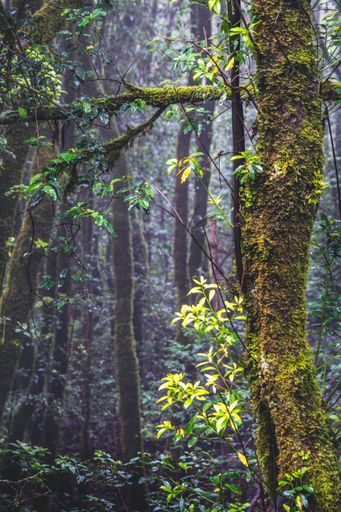 A lush moss-covered tree in a rainforest