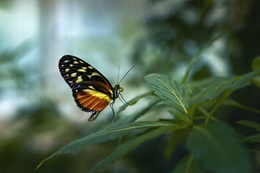 Butterfly perched on green leaves for safety and camouflage