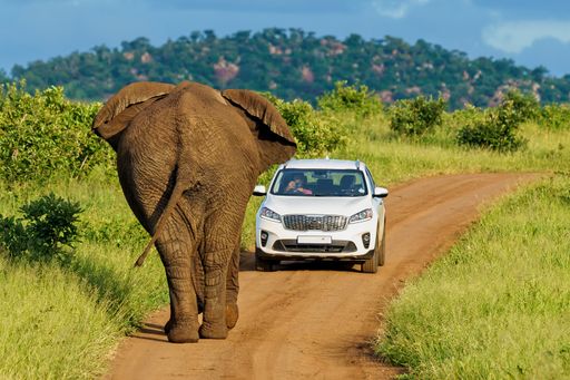 A shallow focus shot of a huge elephant walking towards the white car