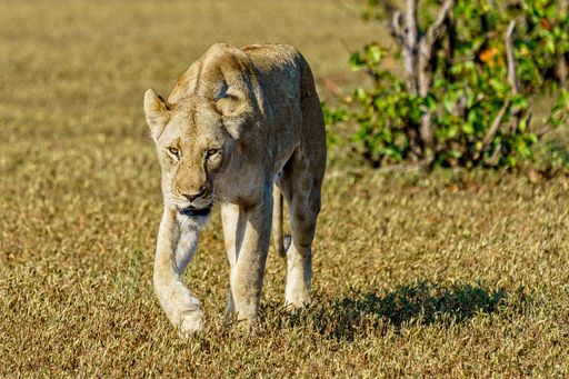 A shallow focus shot of a female lion walking on a grass field during daytime with a blurred background