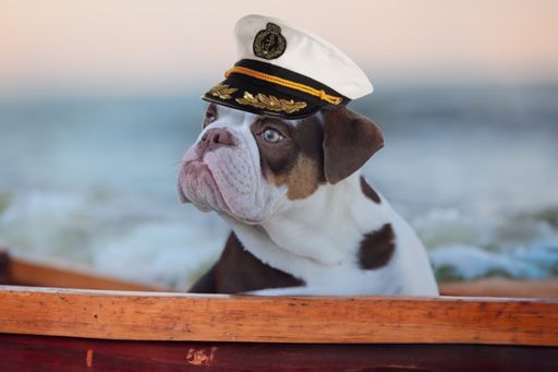 A dog wearing a captain's hat on a boat