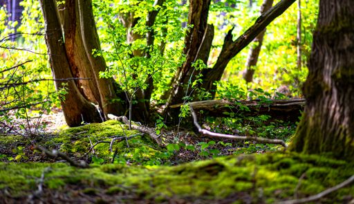 A forest scene with lush moss-covered leaves and trees