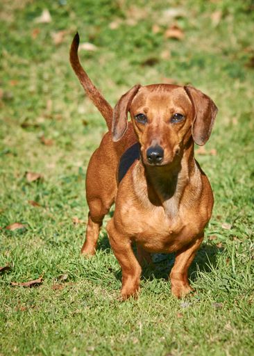 A vertical shot of an adorable dachshund in a garden under the sunlight with a blurry background