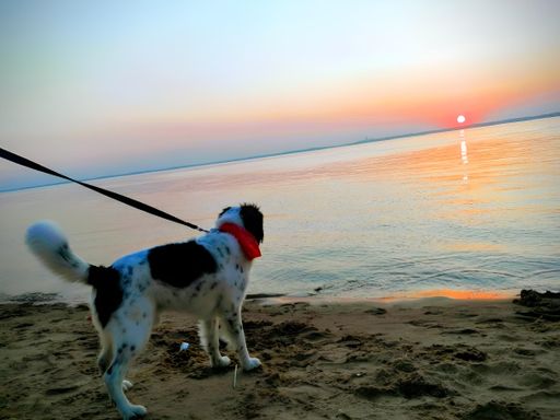 A dog in a red collar strolls along the sandy beach by the ocean
