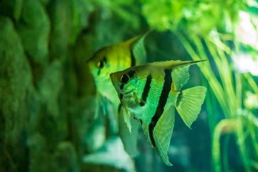 Two cute Altum angelfishes in the aquarium