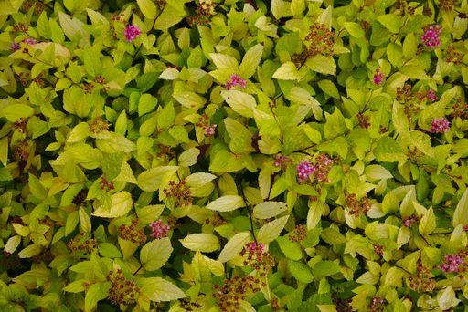 A top view of blooming Spiraea japonica plants