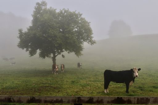 A foggy, misty morning on the farm in the Waikato region famous for dairy farming in New Zealand.One young cow stands alone