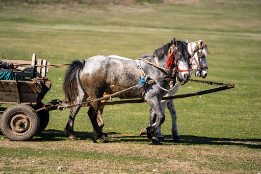 A woman is driving a horse-drawn cart