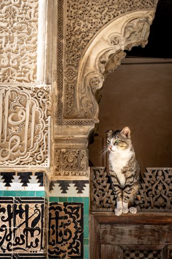A cat perched on a door beside a wall in Fez, Morocco