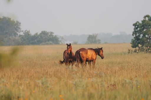 Three horses stroll through misty tall grass