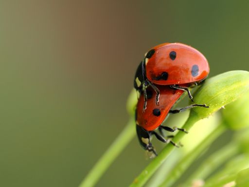 A beetle perched on grass stem atop plant