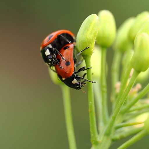 A ladybug perched on a tiny plant basking in sunlight