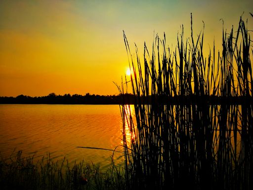 A sunset over water with reeds at the shoreline