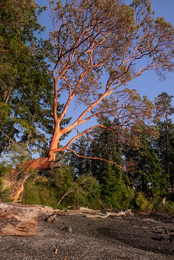 A vertical shot of various trees at a shore against a cloudy blue sky