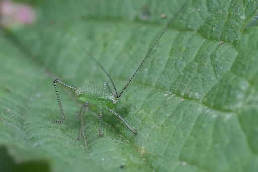 Detailed closeup on a Small European nymph of the speckled bush cricket, Leptophyes punctatissima sitting on a green leaf