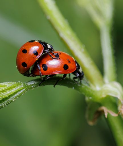 A close-up shot of two red ladybugs with black spots mating on a green stem against a blurred background of leaves.