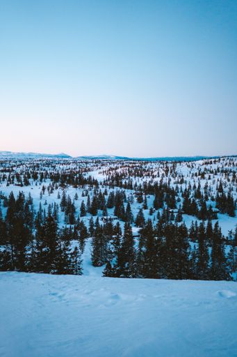 A beautiful scenery of a forest with a lot of fir trees covered with snow in Norway