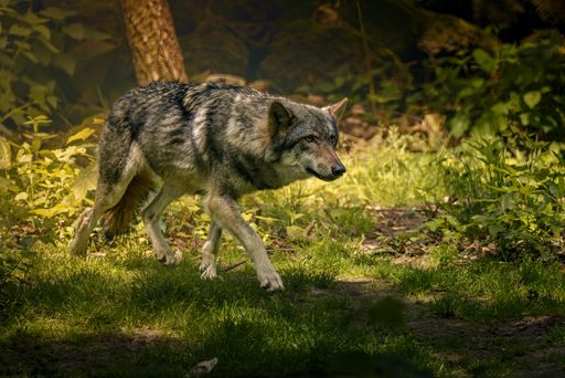 A solitary wolf strolling in the forest towards a tree trunk