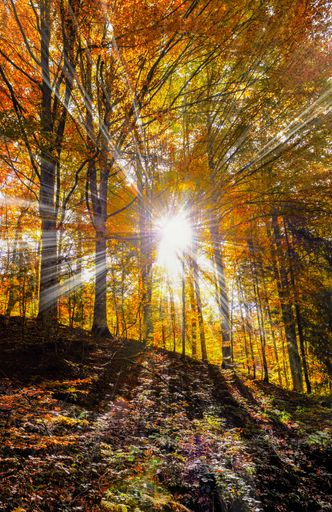 The sun is shining behind the tall trees in a fall forest