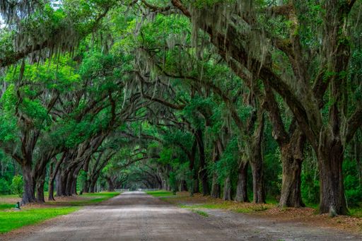 A tree formation at Wormsloe State Historic Site, Savannah, Georgia.