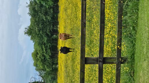 Two cows standing in a grassy field, behind a wooden fence