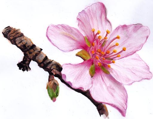 A watercolor painting of a pink flower on a branch against a white backdrop