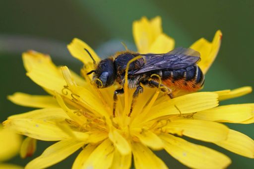 Closeup on a femaleof the rare spined Mason bee, Osmia spinulosa sipping nectar from the yellow flower of a false dandelion, Hypochaeris radicata