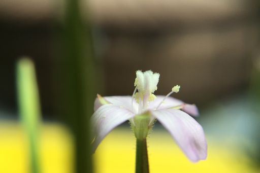 macro of a fresh flower, closeup