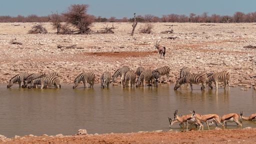 A Zebra and springboks drinking from a watering hole in Etosha National Park, Namibia