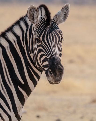 A Zebra standing in dry grass field in Etosha National park, Namibia