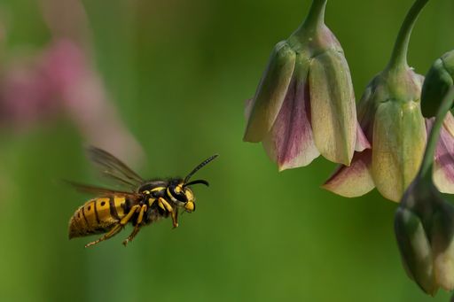 A flying wasp near pinkish flowers