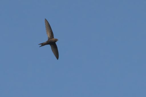 A swift soaring in a clear blue sky during the day