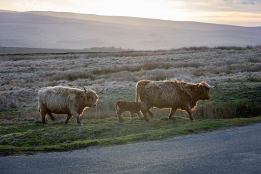 The highland cows stands in a frosty field at sunrise with rolling hills in the background