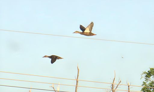 Two birds soaring near power lines against a blue sky