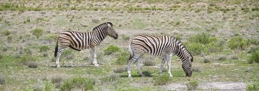 Zebras standing in the bush in Namibia