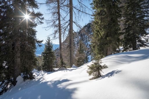 A snowy mountain trail surrounded by evergreens