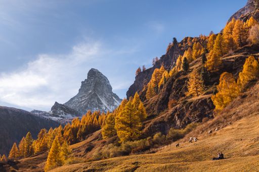 Autumn landscape view of a forest of golden larches with the Matterhorn in the background, and a couple and sheep enjoying the sun in a meadow