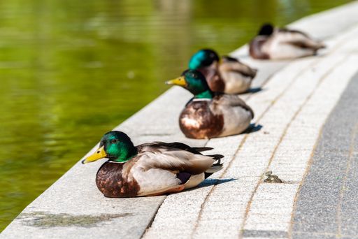 A closeup of ducks sitting near a pond in sunlight