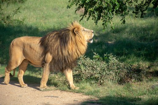 A lion standing near a grassy field and tree on a sunny day