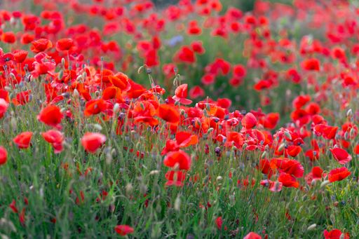 The vibrant red poppies bloom in a lush field of green grass