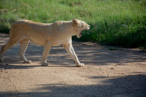 A close shot of a lion walking and screaming near a grassy field on a sunny day