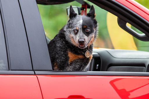 A dog peering out of a red car window