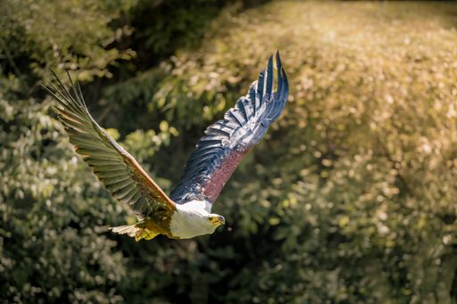 A big bird soaring above tall grass and trees in daylight