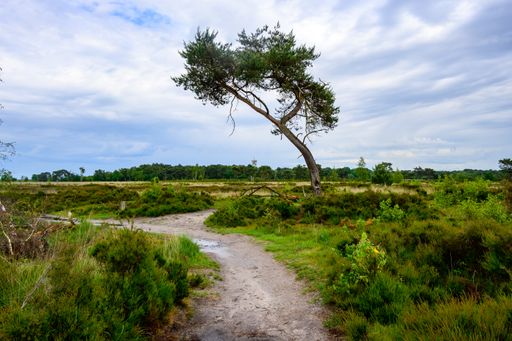 A hiking landscape on a rainy day with a winding footpath of sand between a green heath natural landscape